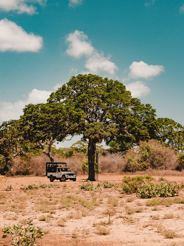 Sri Lanka nature