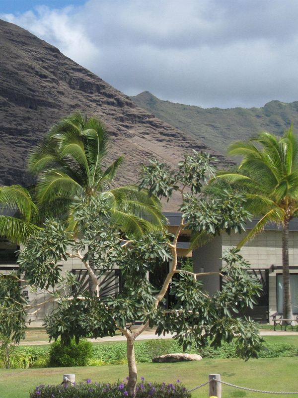 Tropischer Garten mit Palmen und Bergen bei einem modernen Gebäude auf Hawaii.