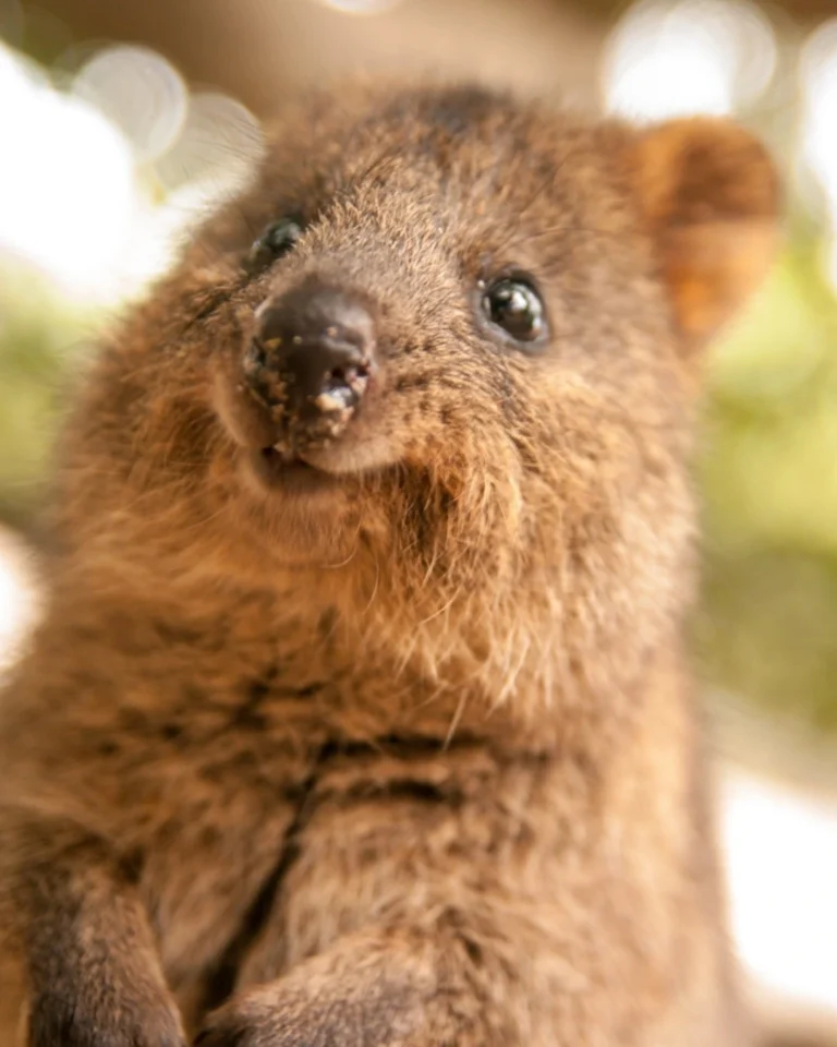 Niedlicher Quokka in Nahaufnahme mit verschwommenem grünem Hintergrund